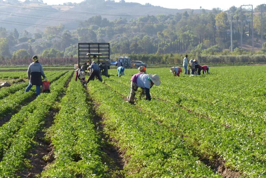 Saiba como ampliar sua produção com o BNDES Crédito Rural