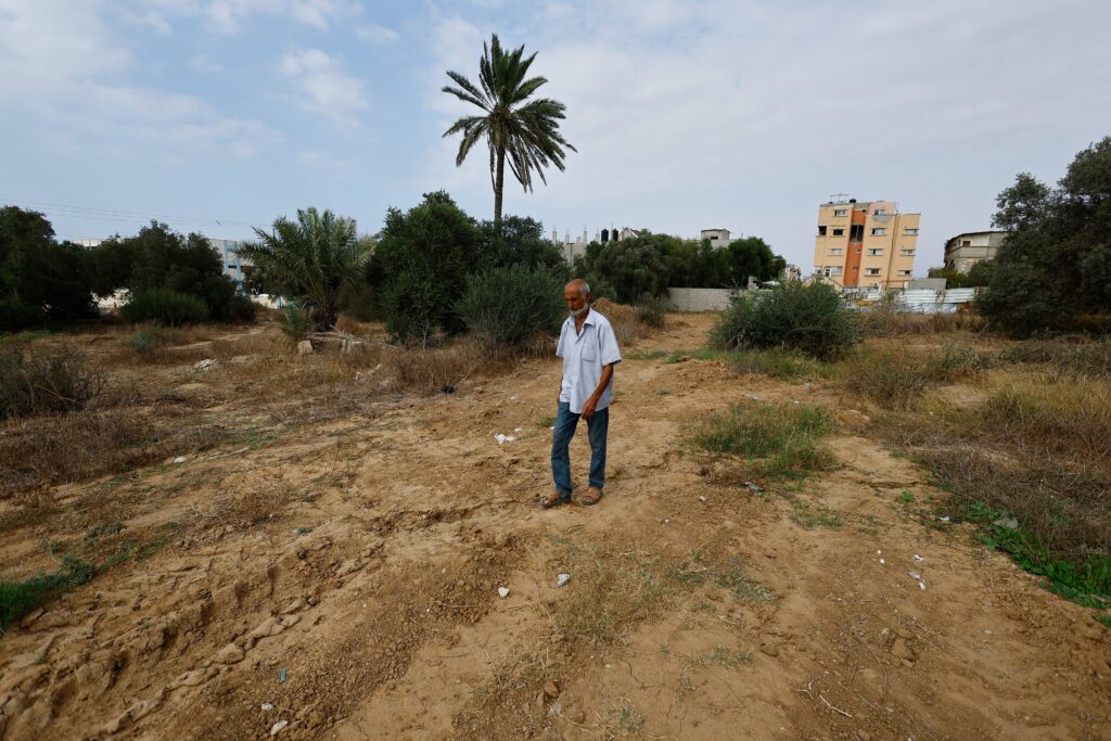 Oliveiras destruídas e lavouras bloqueadas por tropas israelenses: a luta para produzir azeite em Gaza