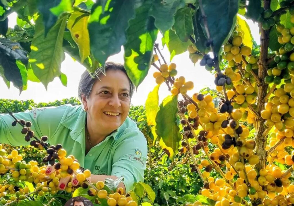 Devolução do Funrural a produtores de café: R$ 622 milhões