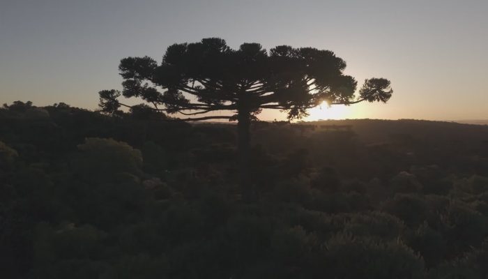 Operação resgata DNA de araucária gigante que caiu em SC para clonagem