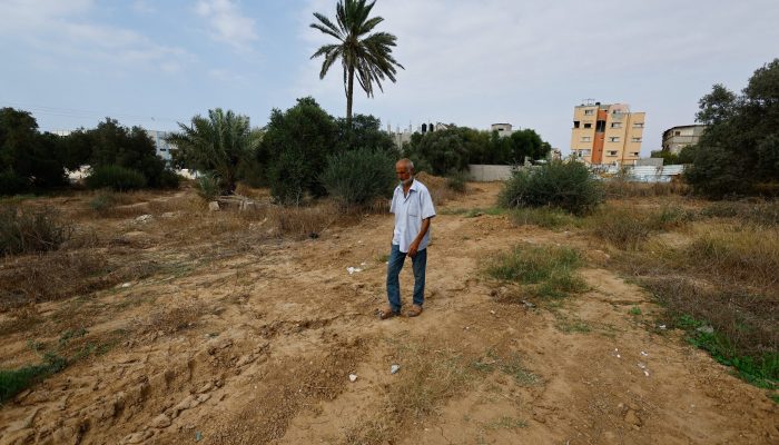 Oliveiras destruídas e lavouras bloqueadas por tropas israelenses: a luta para produzir azeite em Gaza