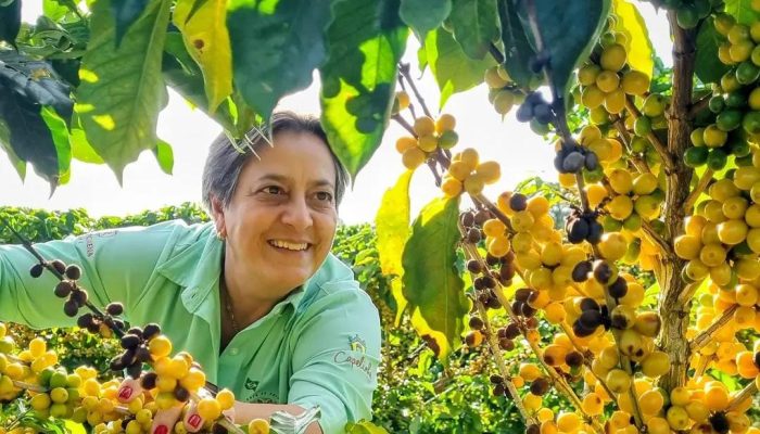 Devolução do Funrural a produtores de café: R$ 622 milhões