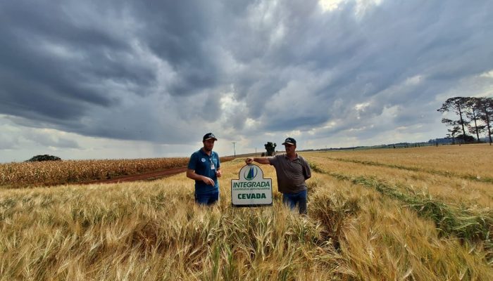 Cooperativas expandem cevada cervejeira e reduzem importação