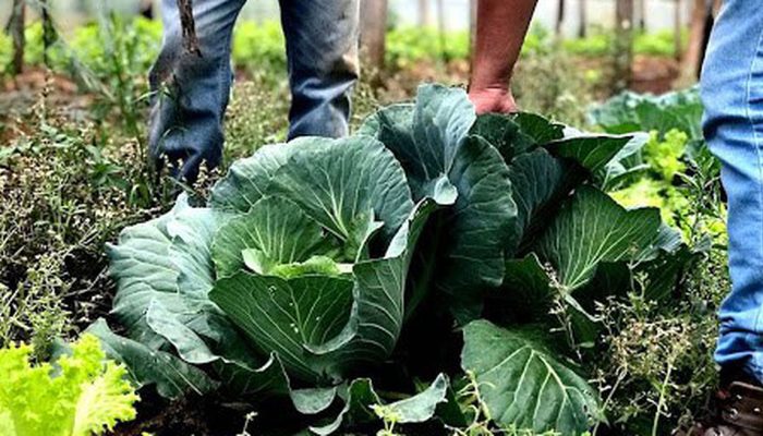 Segurança alimentar exige esforço coletivo e articulação