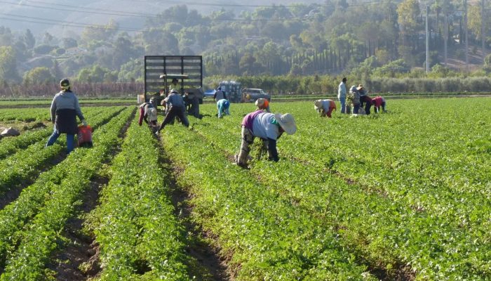 Saiba como ampliar sua produção com o BNDES Crédito Rural