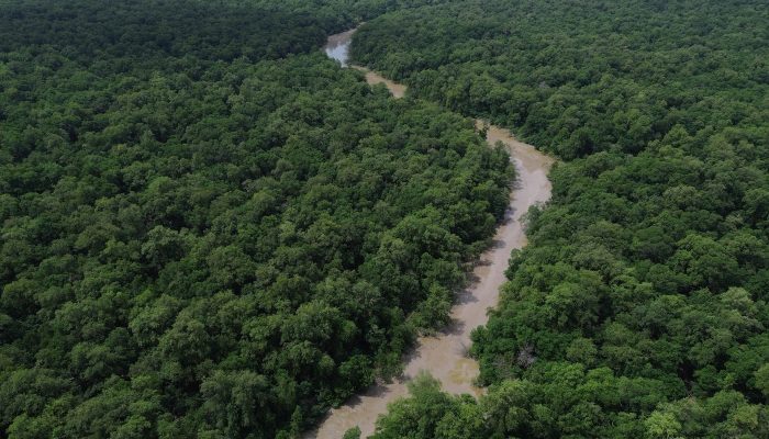 Desmatamento cai 41,8% na Amazônia e 23,8% no Cerrado em um ano