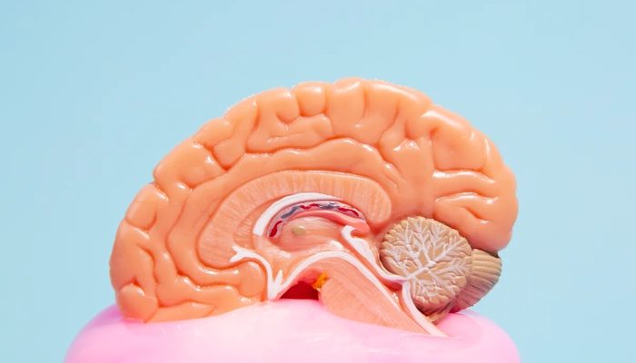 Estimulação cognitiva pode retardar perda de funções no Alzheimer