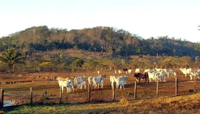 Agropecuária ocupa territórios próximos aos preservados na Amazônia