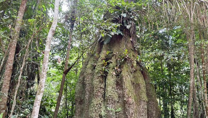 Congresso terá sete em cada dez parlamentares contra agenda ambiental