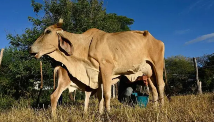 'O gado está morrendo de sede e fome': o impacto devastador do El Niño no Corredor Seco da América Central