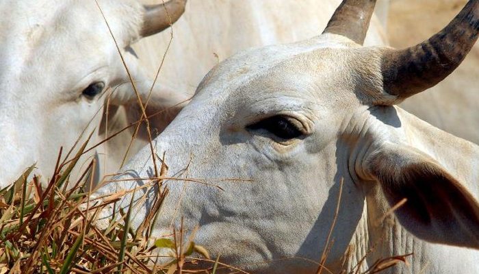 Carne brasileira passa a pagar tarifa de 67% para entrar na China