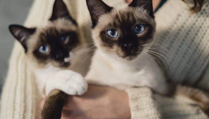 Tutores de gatos são mais felizes, aponta pesquisa que analisou 93 países