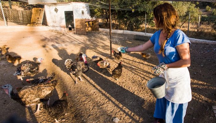 Newcastle em SC: vírus pode afetar humanos e é transmitido por secreções