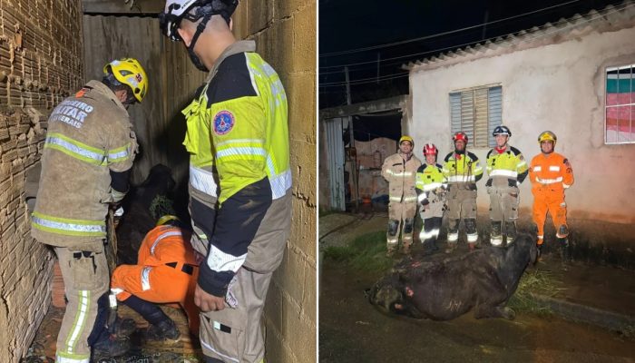 MG: vaca cai de 5 metros de altura em quintal e é resgatada pelos bombeiros