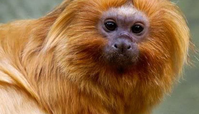 COP17 da Biodiversidade começa segunda-feira na Armênia