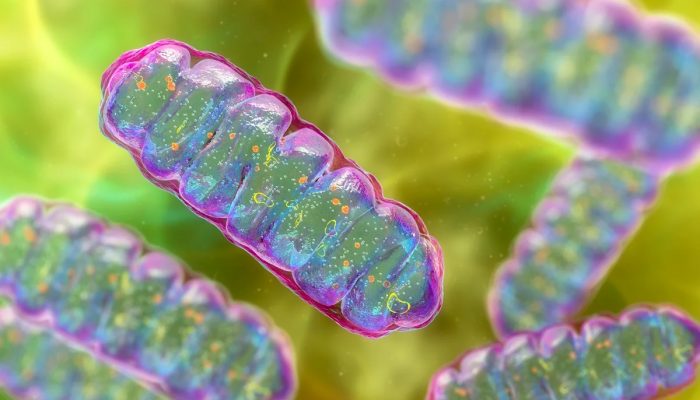 Proteína encontrada nos músculos pode ser novo alvo contra diabetes tipo 2