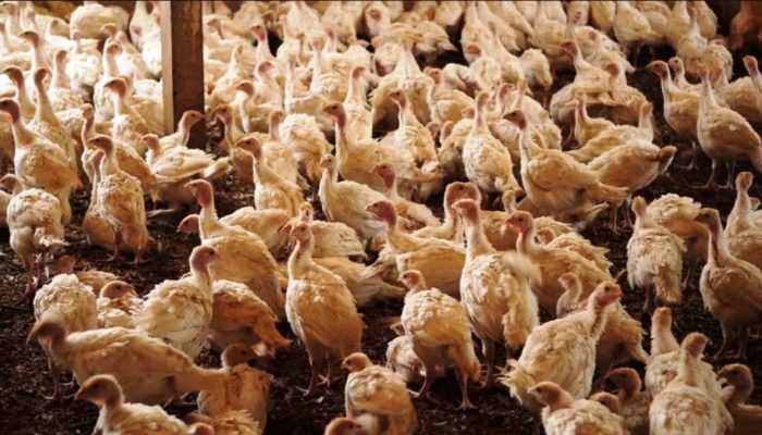 Ministério da Agricultura confirma foco da doença de Newcastle em granja de perus em SC