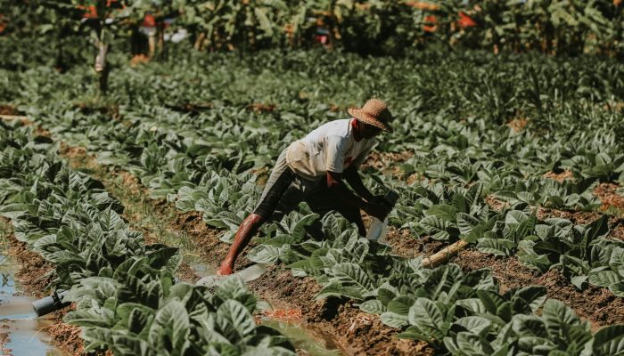 Após três anos de alta, pedidos de recuperação judicial no agro caem no 2º trimestre