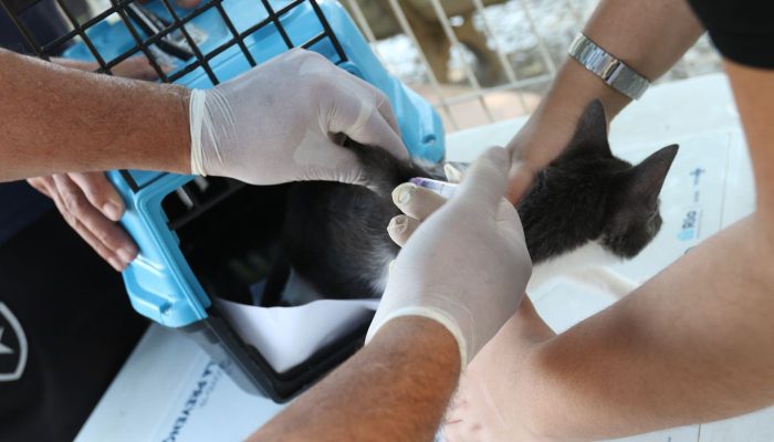 Rio confirma caso de raiva em cão que teve contato com morcego