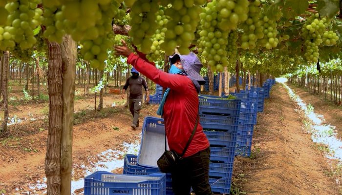 Exploração de trabalhadores rurais sustenta fruticultura bilionária